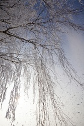 long thin birch tree branches covered with white flakes of snow and frost, close-up of the tree in the field in the winter