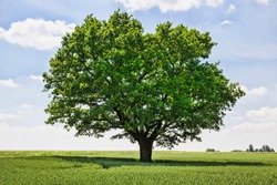 one oak tree growing in a field with agricultural plants, a field for growing food