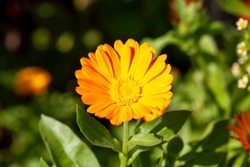 yellow flower blooming marigold in the field, medical plant calendula flower is used in folk traditional medicine