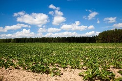 agricultural field with growing sugar beet for the production of sugar, green tops of unripe sugar beet in a European country