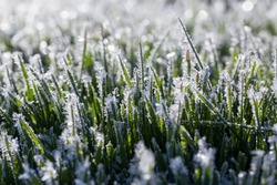 grass covered with ice and frost in the winter season, grass freezes with pieces of snow and ice on the field in the winter season