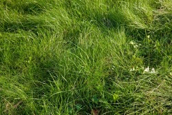 part of the field where green grass grows, green grass growing in the field in the summer or spring season