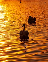White swans floating in the lake during sunset, beautiful golden sun lighting with swan birds