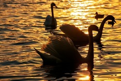 White swans floating in the lake during sunset, beautiful golden sun lighting with swan birds