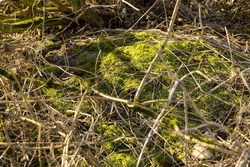 illuminated by sunlight green moss in winter, plants in winter cold season