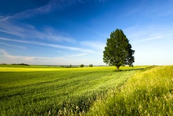 green tree growing in the agricultural field, which is grown cereals (summer season)