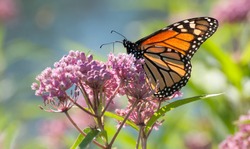 Monarch butterfly (danaus plexippus), backlit by the morning sun, perched on pink swamp milkweed flowers (asclepias incarnata)