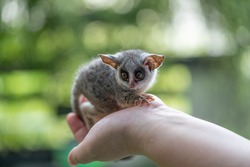 Bushbaby also called galagos, are small, saucer-eyed primates that spend most of their lives in trees. At least 20 species of galago are known, though some experts believe many are yet to be disco