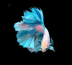 White and blue siamese fighting fish, betta fish isolated on black background.