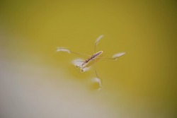 Water strider glides on the water