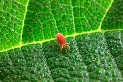 Red spider perches on wild plants, North China