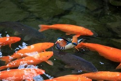 Beautiful mandarin ducks and Koi on the water, Beihai Park, Beijing