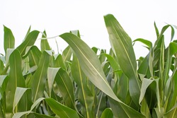 close up of corn leaves