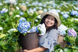 Asian woman smiling happily the blossoming hydrangea in the garden. Young woman is working in  blooming hydrangea flowers garden, Gardening in hydrangea bushes.