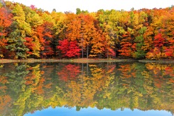 Beautiful West Virginia forest in Autumn