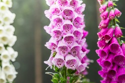 Foxglove digitalis plants on a forest clearing