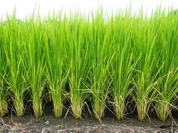 Rice farm- Rice field- Rice paddy,rice pants Rice paddy