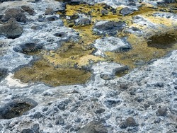 Vibrant colors of aquatic life in rock pools and the tidal zone of rocky coastline beach in hualien, Taiwan.