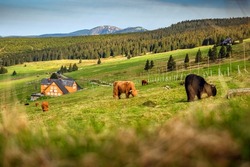 Green pastures in Krkonose, The Giant mountains in Czechia, Czech republic