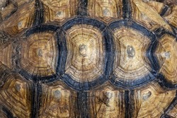 Top view of turtle shell of sulcata tortoise or African spurred tortoise. background and texture.