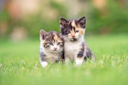 two adorable kittens in the grass