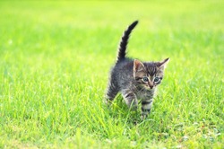 adorable young cat in the grass