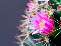 This is cactus flower.
