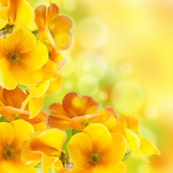 Yellow flowers on a white background, a spring primrose