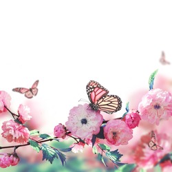 Pink flower of an Oriental cherry and butterfly; 