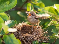 Baby bird sittiing on edge of the nest and trying to fly