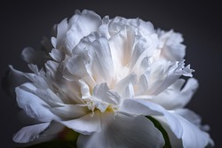 Beautiful white peony petals on a dark background
