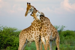 A pair of giraffe entwining their necks