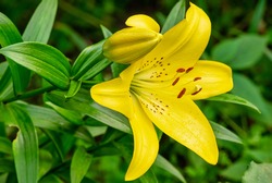 Close-up of yellow Lilly flower, or Lillium, with green leaves. Small water drops of dew lie on leaves and petals. Selective focus on foreground, blurred background. Gardening, floristics, hobby.