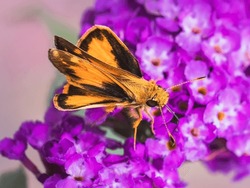 Small brown and yellow Zabulon Skipper Butterfly (Poanes zabulon) on purple butterfly bush flowers.	