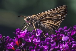 Small Tan and Brown Skipper Butterfly (Hesperiidae) drinking nectar and foraging on purple butterfly bush flowers. Long Island, New York