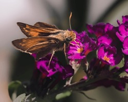 Tan and brown skipper butterfly (Hesperiidae) drinking nectar and feeding on purple butterfly bush flowers. Long Island, New York.