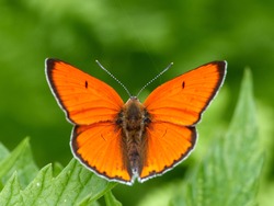 butterfly in natural habitat in spring (lycaena dispar)