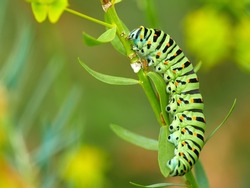 bright green swallowtail caterpillar butterfly with orange dots. The caterpillar of the rare sailfish butterfly Papilio machaon