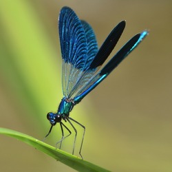 dragonfly outdoor in summer (coleopteres splendens)