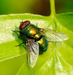 fly on leaf outdoor