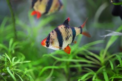 Aquarium fish - Tiger barb or Sumatra barb  (Barbus pentazona)