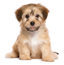 Cute havanese puppy dog is sitting frontal and looking at camera, isolated on white background