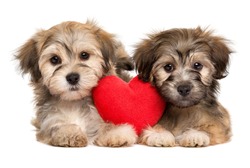 Two lover Valentine Havanese puppies lie together with a red heart, isolated on white background