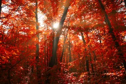 Red autumn forest with sunlight . Spectacular woodland in the fall season 