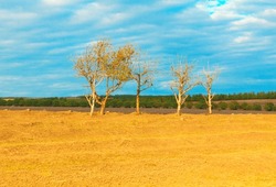 Trees at desert area . Dry climate nature