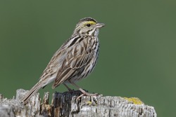 Savannah Sparrow (Passerculus sandwichensis) perched on a fence post - Ontario, Canada