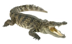 Wildlife crocodile open mouth isolated on white background