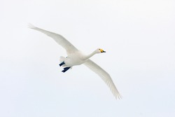 Large white bird flying, whooper swan, cygnus cygnus in flight with spread wings