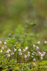 Tiny twinflower, Linnaea borealis blooming in pale pink twin flowers in Finnish nature