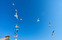 Close-up a group of large white seagulls soaring in the cloud blue sky. White wild birds flying against the sky. Concept for freedom.